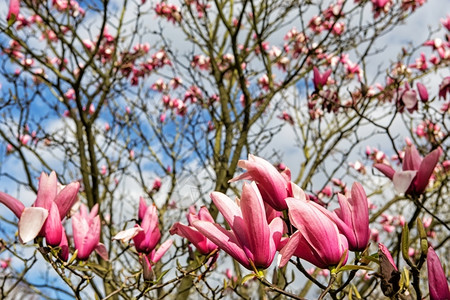 户外花园粉红色的马格诺利亚树公园图片