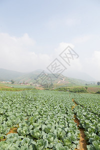 庄稼户外行业农菜区种植的高山寒冷图片