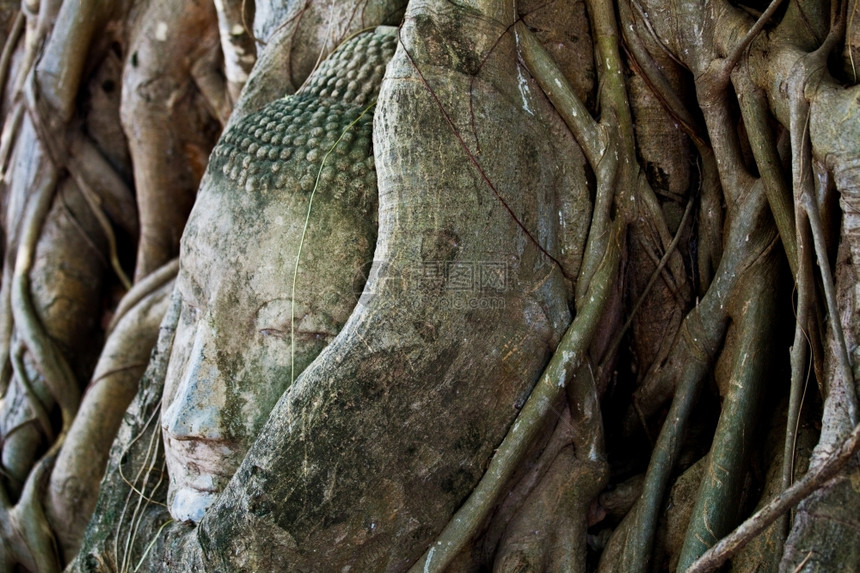 宗教的砂岩AyutthayaThaise的沙石佛之首树图片