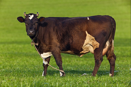 家畜农田白色的牛在绿地上高清图片
