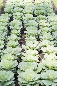 卷心菜为了季节在蔬草地种植的Kale属于食物之家的种植地图片