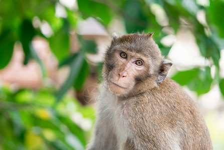 亚洲坐着成人棕猴子的脖偏向于盯着镜头看可疑的目光图片