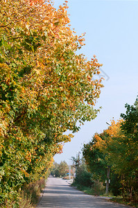美丽的秋林中路黄树路风景黄色图片