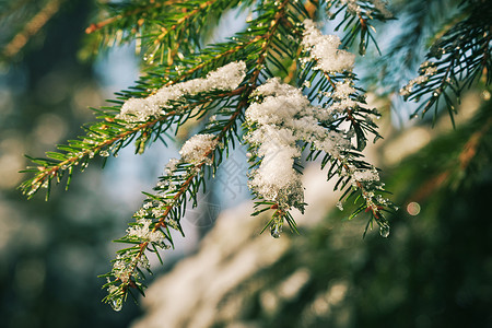 雪深度植物学针叶高清图片