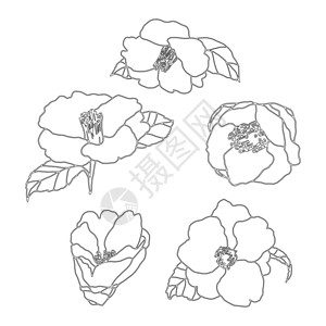 茶花卡美莉娅手绘画的插图线上工艺的花朵绘画开鲜设计原背景的详细朵元素邀请书法背景图片
