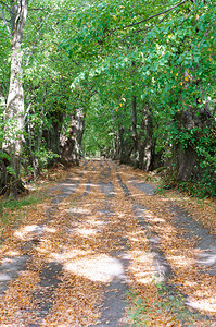 秋林中的路黄树路金丰富多彩公园图片