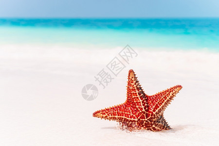 巴哈马支撑宝来热带白沙明水中有红海星在清水中有红海星图片