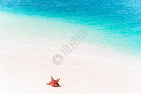 水宝夏季海滩旁边的海星设计图片