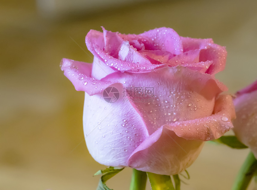 情人节美丽的粉红色玫瑰露在模糊的背景上带复制空间天黑色的图片