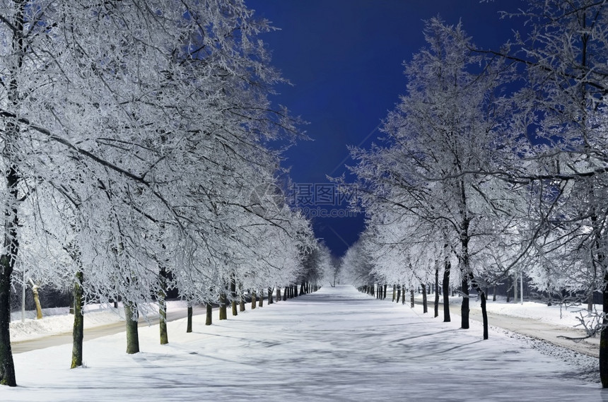 冬季小巷夜里有雪树车道大纷飞冬天的图片