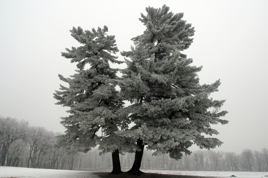 环境白雪树独自在地上美丽的平静图片