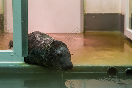 密封件动物收容所的棕色海豹动物保健水面可伸缩的海豹肖像灰色嗜血杆菌背景图片