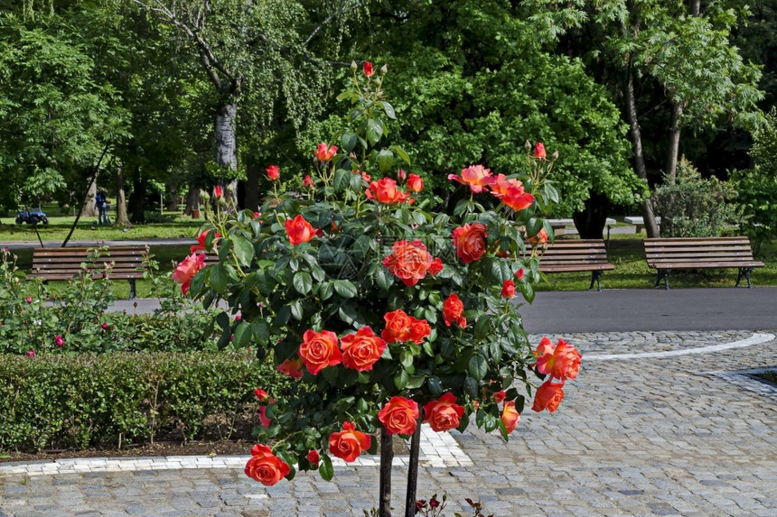 浪漫的明信片微妙在自然公园打招呼的玫瑰灌木花朵颜色为橙图片