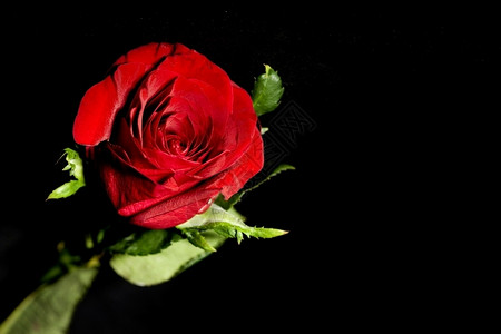 一朵红玫瑰花图片