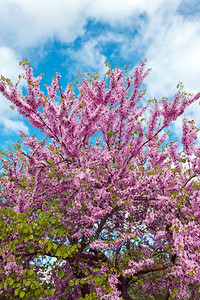 春天公园的美丽开花树明亮夏天图片
