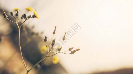 将黄花和青芽合起来夏天美丽花瓣高清图片