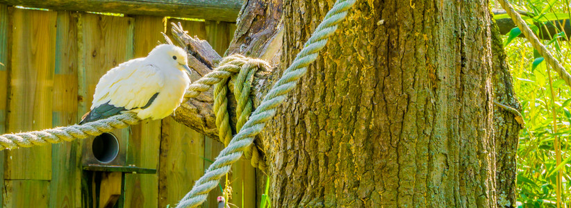 坐在绳子上的一只大白鸽鸟像肖象征树干宗教的背景图片