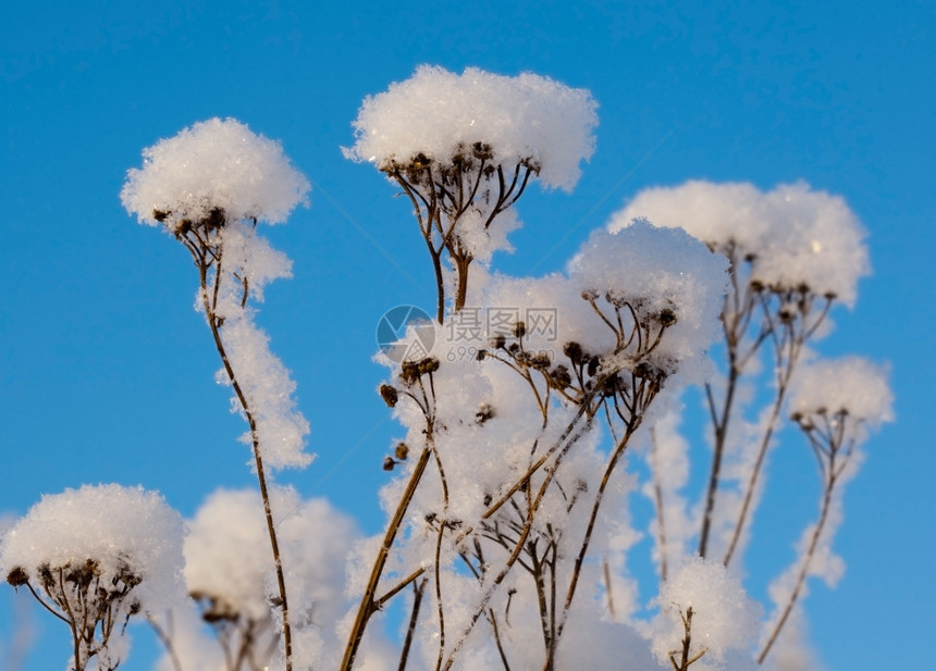 植物蓝色的天空中飘雪树枝自然风景图片