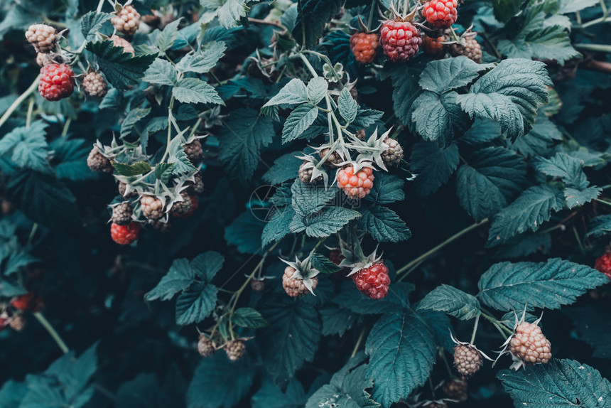 营养绞刑季节在花园绿树上种植新鲜的草莓图片
