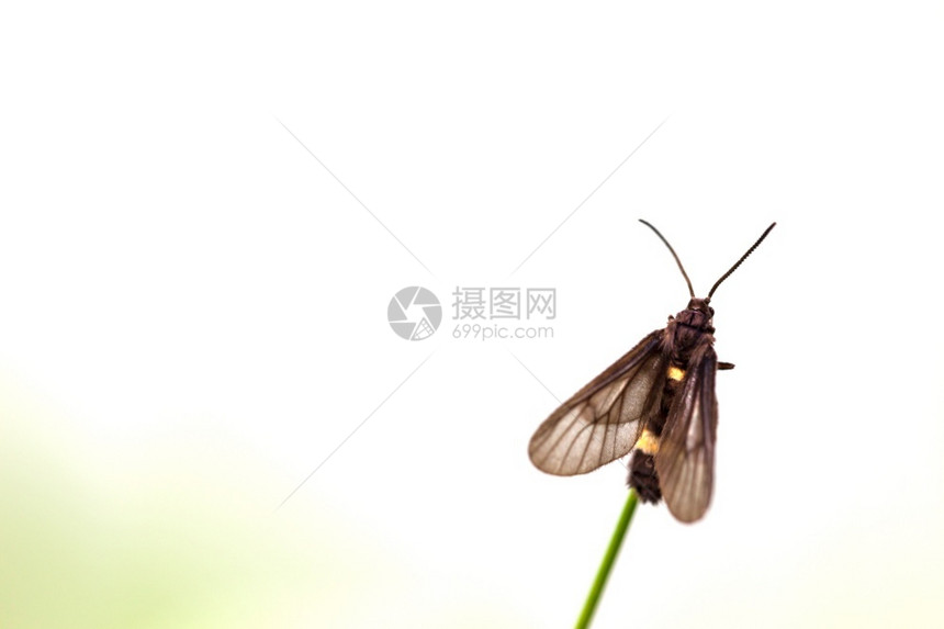 季节栖息黑蝴蝶清晨在叶子上浸润动物图片