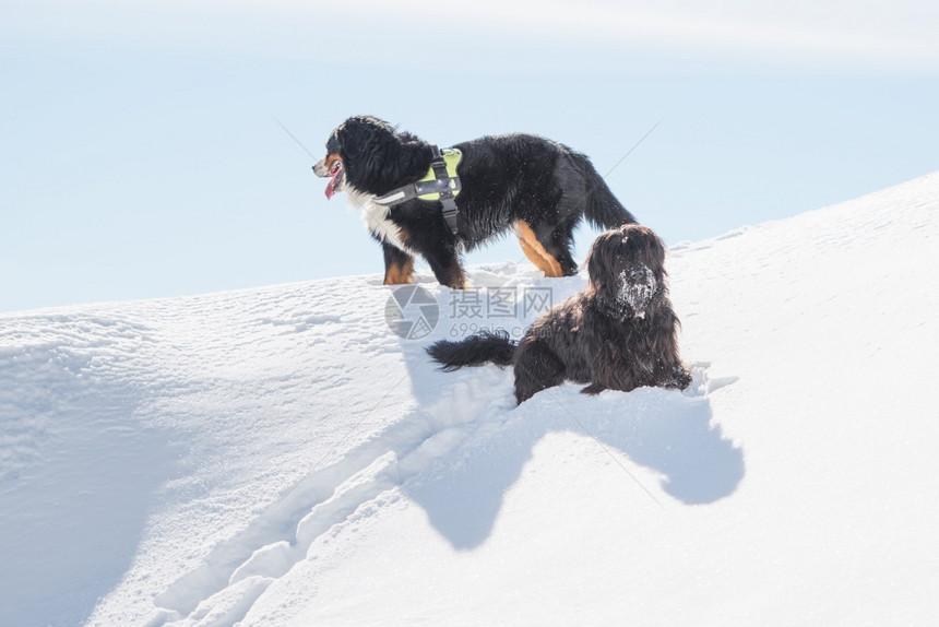 犬类Bergamasco牧羊人为奥伯兰冬季假日下雪会议友好图片