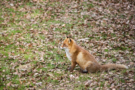 红狐狸坐在草地上哺乳动物肖像户外图片