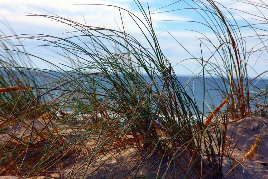 葡萄牙Sunny海滩上的青草岛景观松弛图片