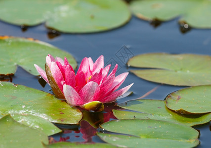 池塘中粉莲花图片