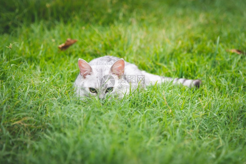 准备好相机哺乳动物猫在绿草上猎图片