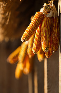 挂着的玉米挂在木蹄上的干玉米金子新鲜成熟背景