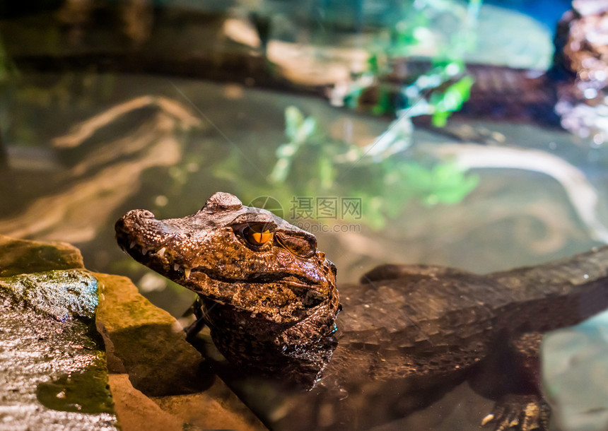 幼年小矮人caiman鳄鱼在水中躺下头部紧贴着来自美洲的热带鳄鱼正面动物光滑的图片