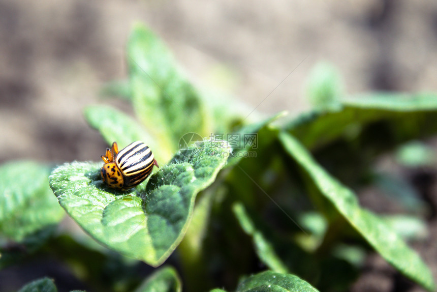 科罗拉多州农场种植园科罗拉多马铃薯甲虫在绿色幼叶上的特写镜头科罗拉多马铃薯甲虫在幼叶上的特写镜头图片