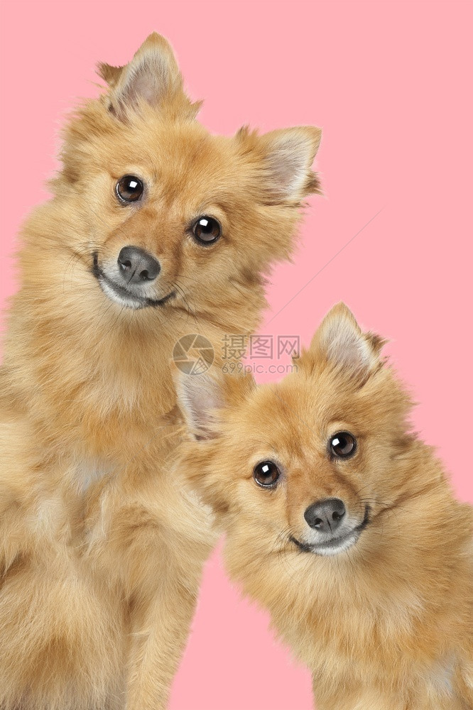 两只混合品种毛绒狗的肖像在两只混合品种毛狗粉红背景肖像前看着照相机小狗可爱的图片