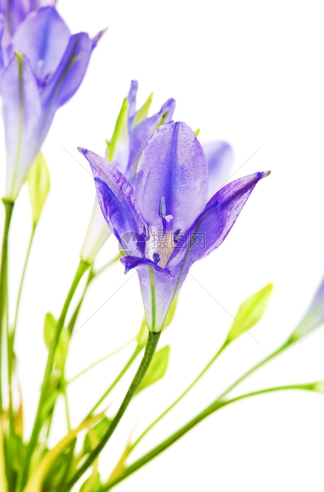 夏天白色上隔绝的光束鲜青蓝花美丽的紫罗兰图片