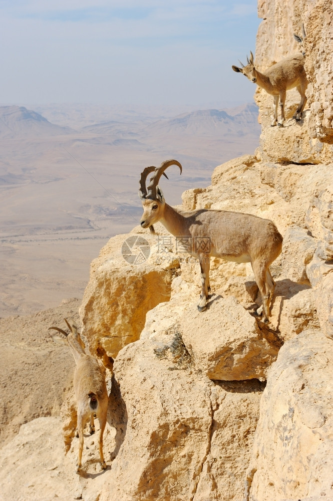 以色列MakhteshRamon火山口斜坡上的羊自然岩石干旱图片