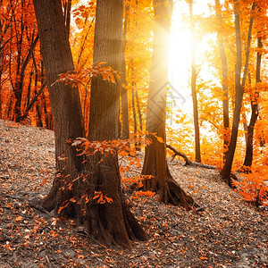 秋季风景植物日出橙图片