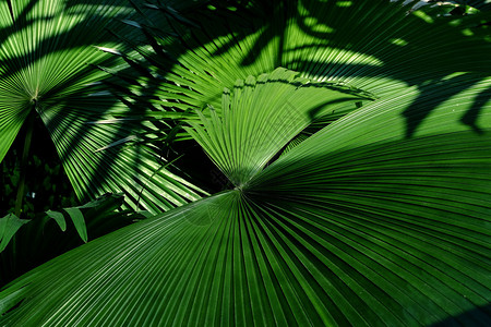 棕榈树叶纹理背景棕榈树叶布料背景棕榈树环境夏天阳光图片