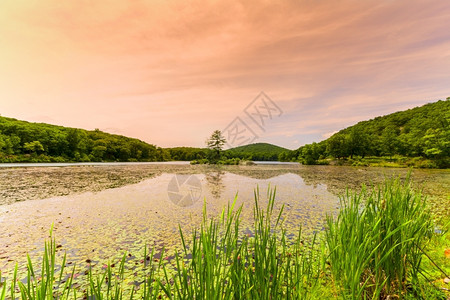 美国照片森林湖日落的美丽景色森林湖日落的美景戏剧图片