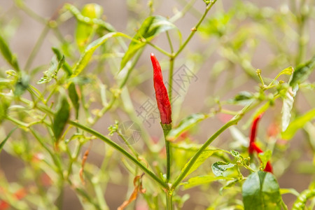 食物绿色植背景上的红辣椒自然辛的图片