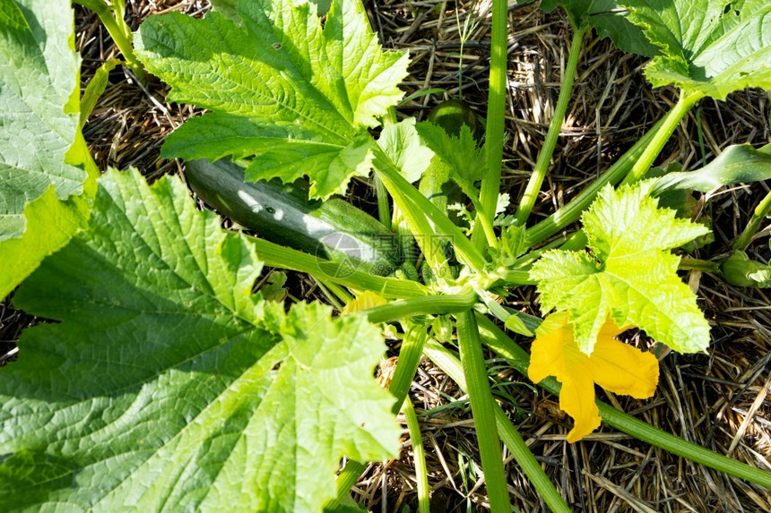 培育成熟食物西尼带果子和花朵在稻草覆盖的田地上生长种植在一个成物的花园里图片