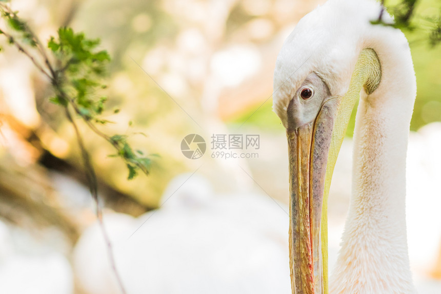 粉红支持的佩利肯人或勒坎斯鲁费森人肖像喙动物群旅行图片