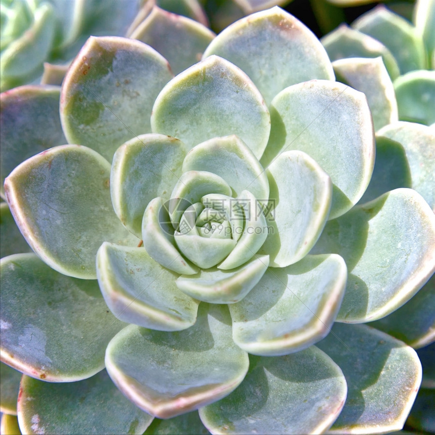 多汁的植物学在一个花园里种植图片