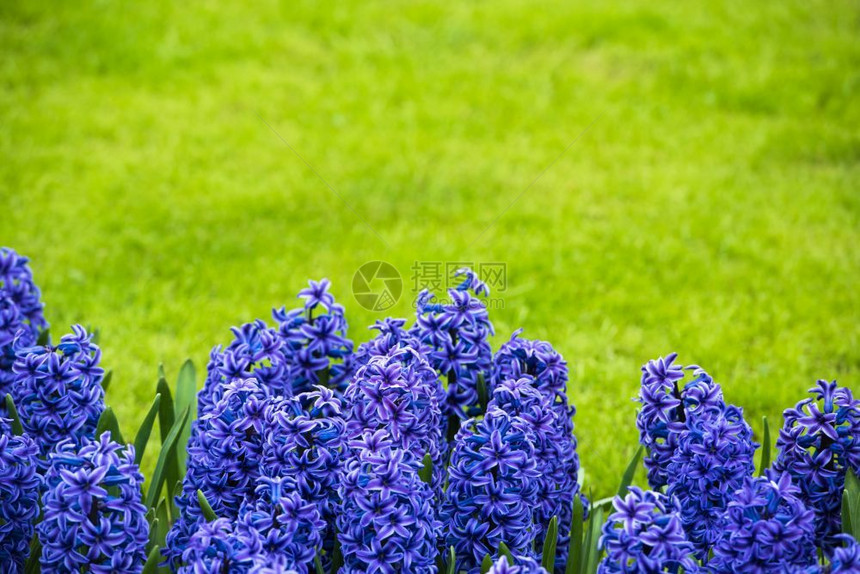 草地上的明亮紫色青春太阳明亮的植物学图片