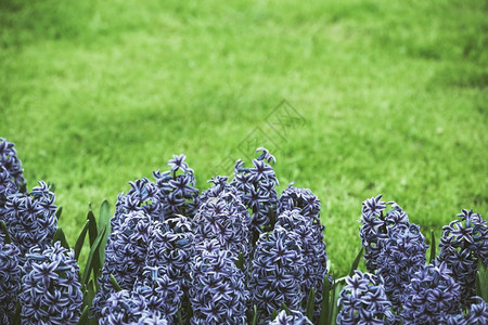 花的草地上明亮紫色青春场地夏天图片