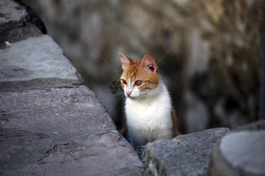 可爱小猫图片