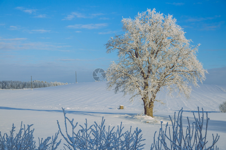 乌古尔人斯拉托维亚2016年自然太阳树木和美丽的风景什么时候白色的图片