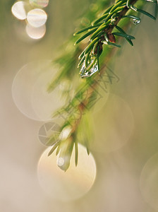 寒冷的植物学垂直春时情绪特端图像以浅深的田地和模糊背景为图象显示光线直径的水滴覆盖在下的小树枝上常绿背景图片