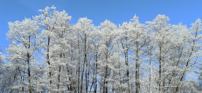 树木覆盖着白霜寒冷的天气森林中美妙冬天雪中的顶级树枝冬季公园与美丽的树木冬季公园的雪中树木冬季景观王冠冷冻节图片