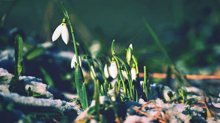 草雪滴美丽的白春花中第一座开花植物天然色彩多背景加兰特胡斯尼瓦利新鲜第一的图片
