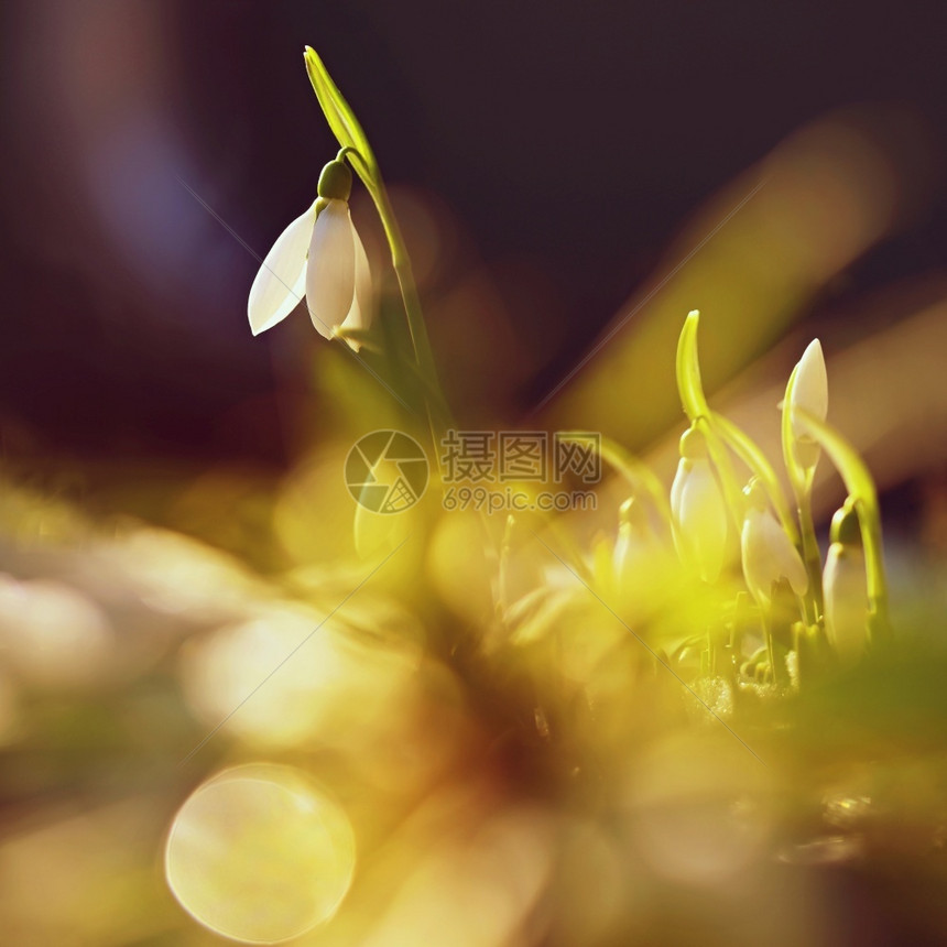 荒野雪滴美丽的白春花中第一座开花植物天然色彩多背景加兰特胡斯尼瓦利第一的丰富多彩图片